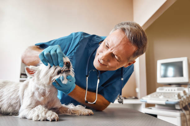 Best Emergency Dental Filling Replacement  in Horizon West, FL